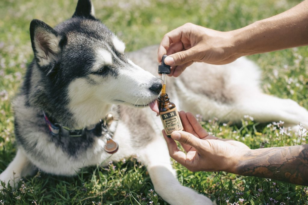 CBD Oil for Dogs with Cancer